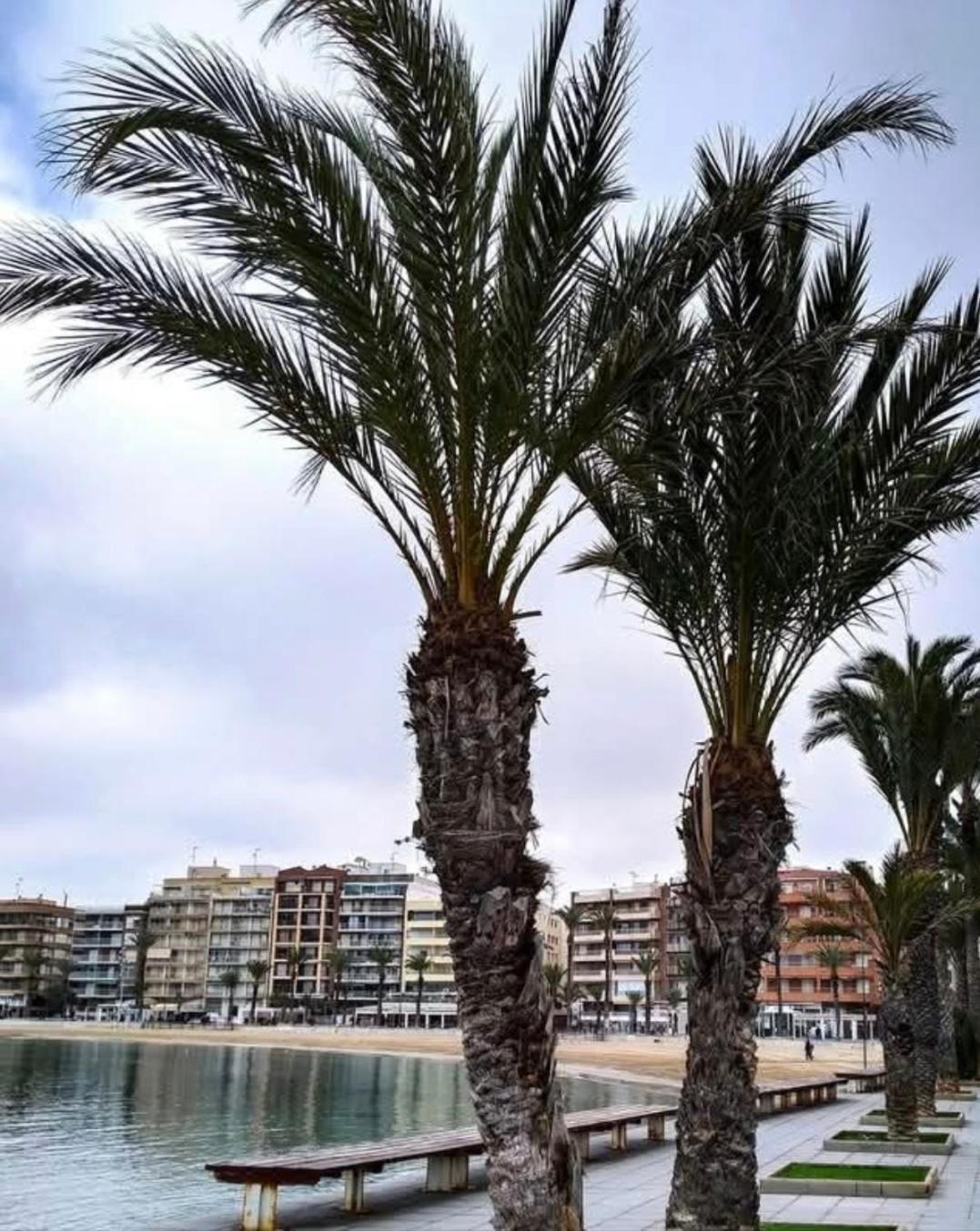 Calle De Palangre 17 Apartment Torrevieja Bagian luar foto